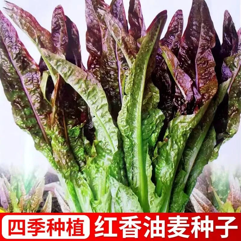红油麦菜种子四季种植