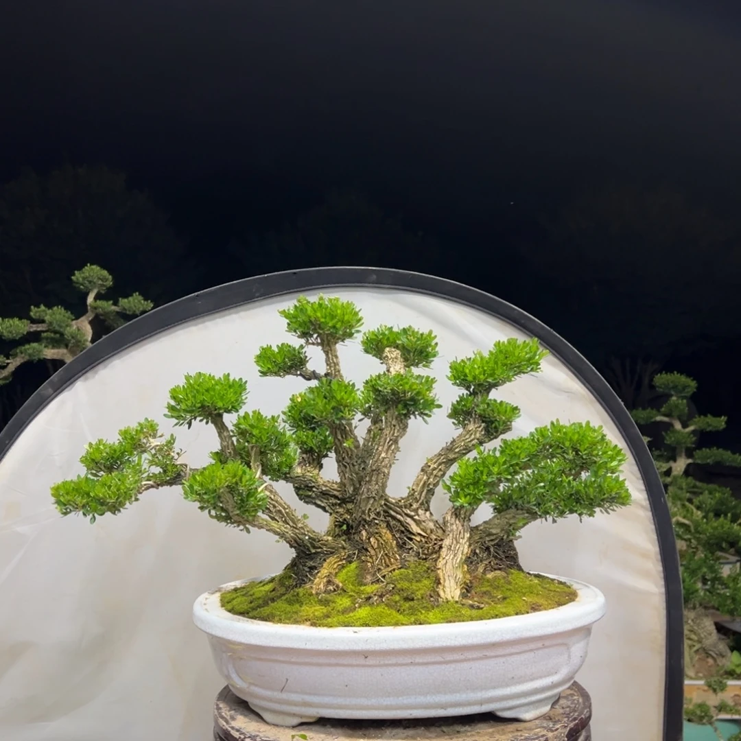 无花朵广东皱皮雀舌黄杨