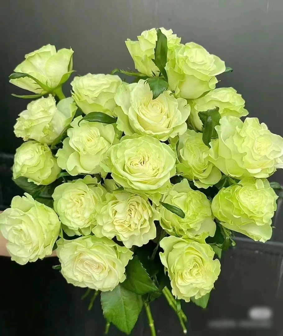 小乔中苗 四季开花