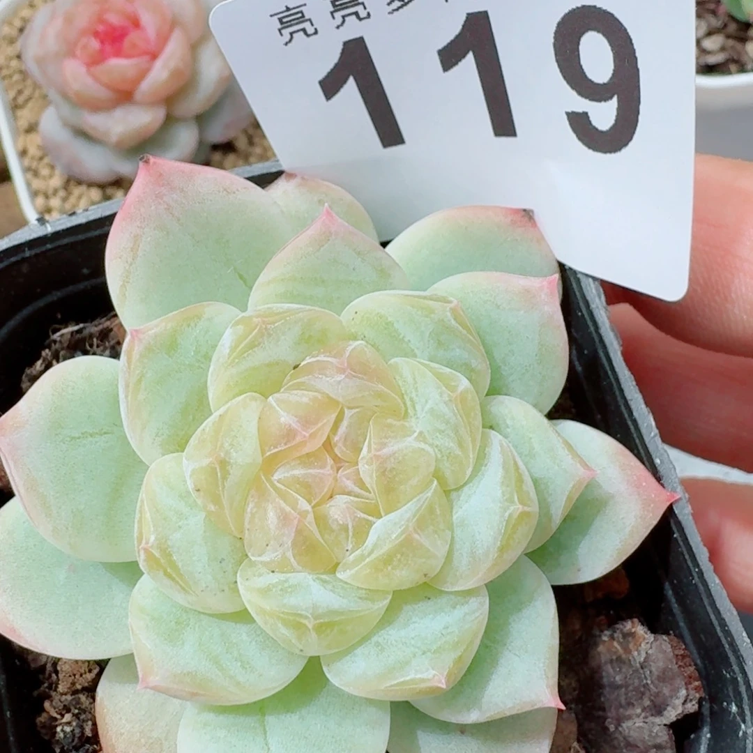 黄透体            精美多肉植物