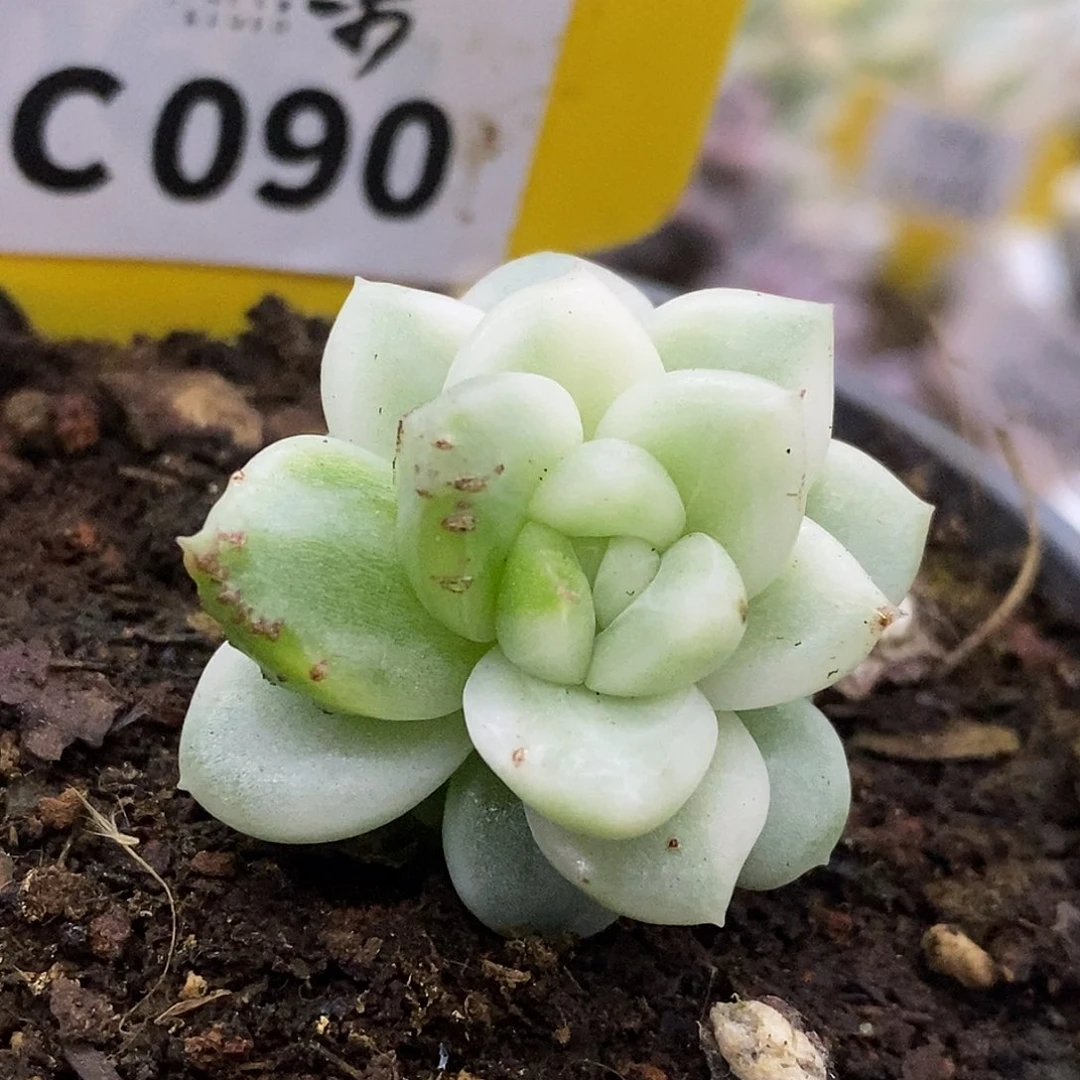 90冰月亮。哈哈公里