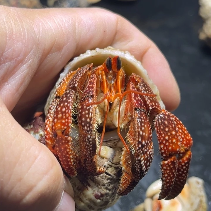 黑莓2.5口径需要拍加热包