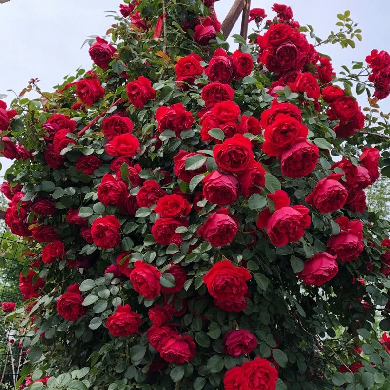 【佛罗伦蒂娜】月季大花浓香花卉四季玫瑰花盆栽阳台植物