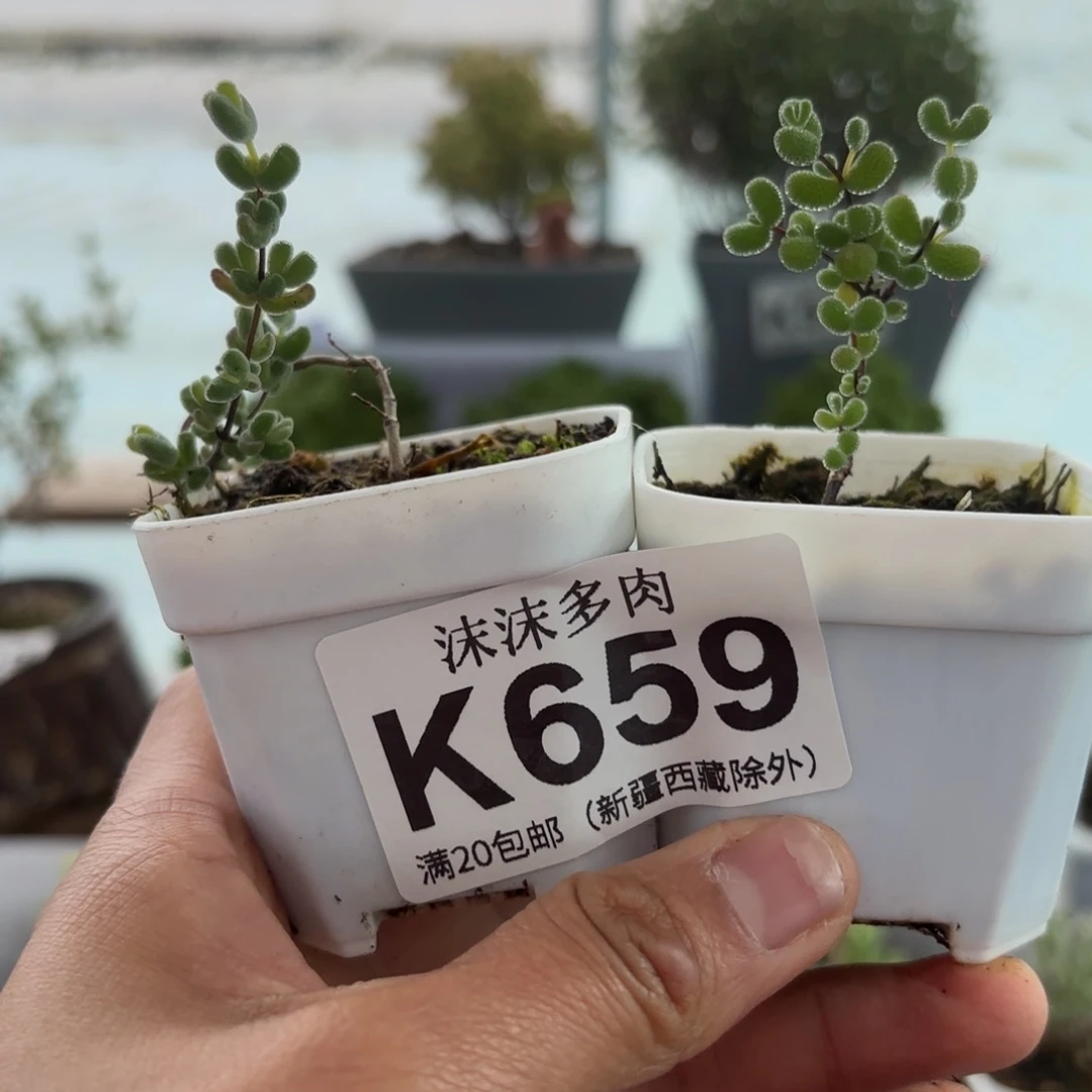 659翡翠和月曲组合