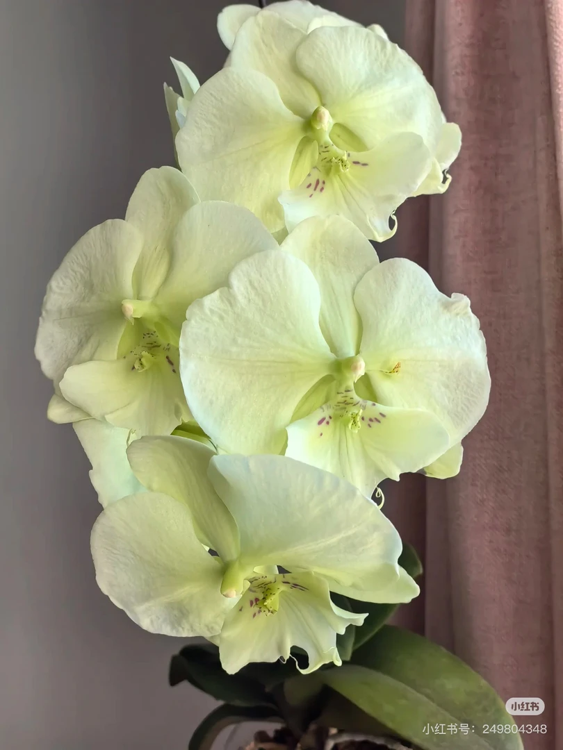 【幻境】蝴蝶兰幻境1.7寸宝宝苗刚看见水晶头【升杯一个月】