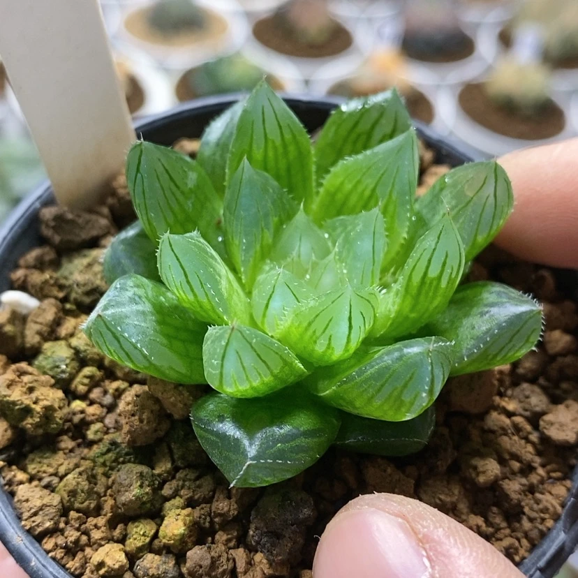 【闪购商品】85实生