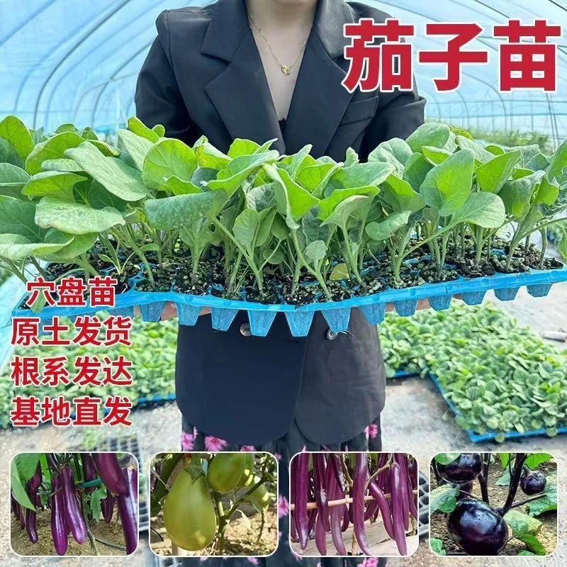 四季茄子苗高产抗病优加庭院阳台地栽盆栽茄子苗
