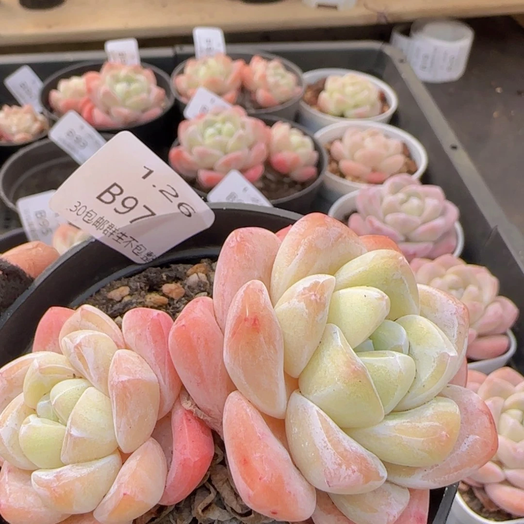 冰玉双头老桩一颗脱土