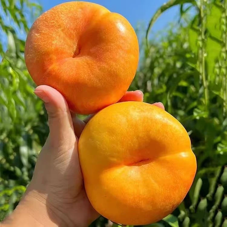 【蒙阴彩虹油蟠桃】硬吃脆甜可口软吃撕皮爆汁现摘现发到货新鲜