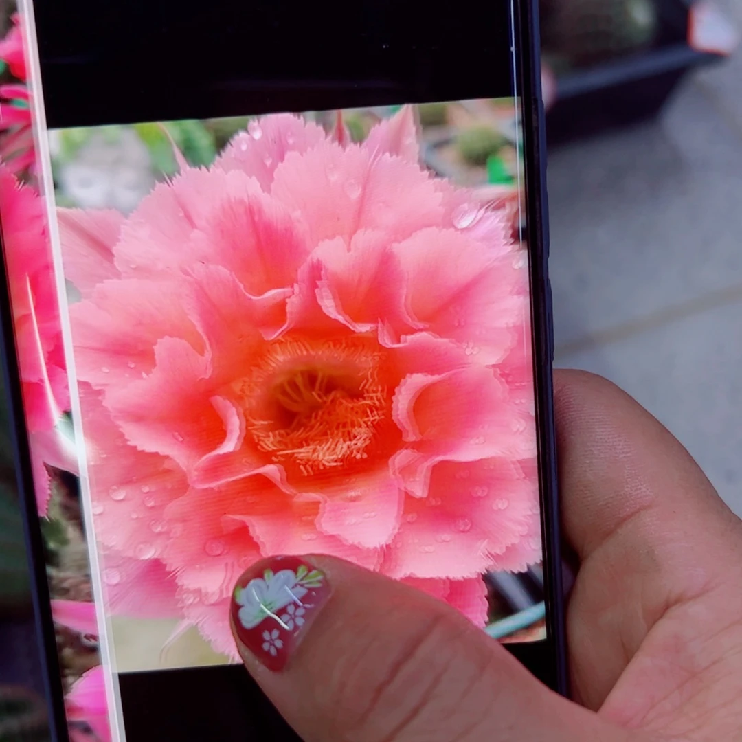 下90彩草山脉歪无根侧芽4公分左右20包邮