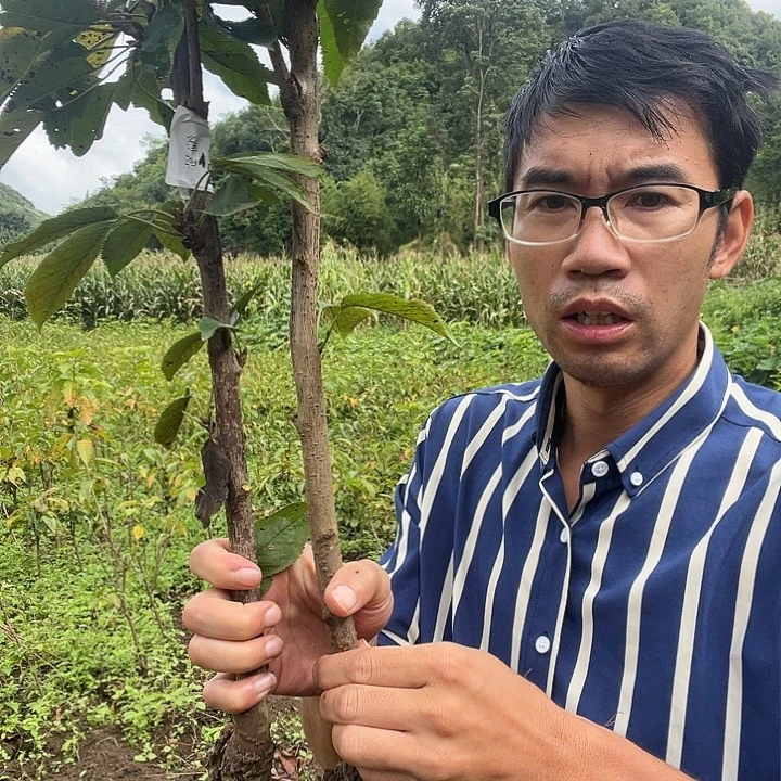 当前无花栽培后可以开花254
