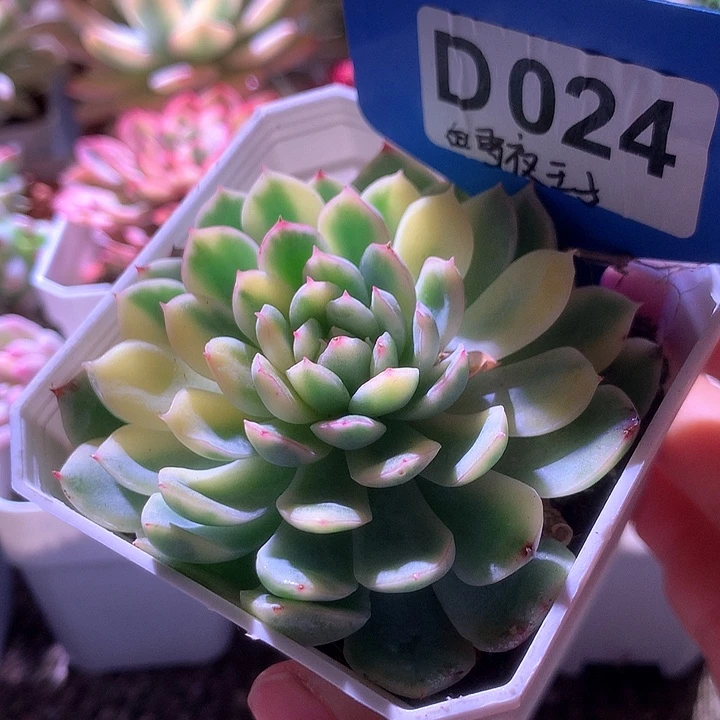 雪夜王子覆轮锦有根
