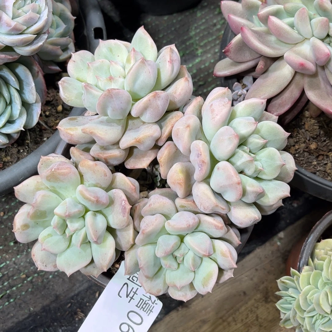 066超奶多肉植物#