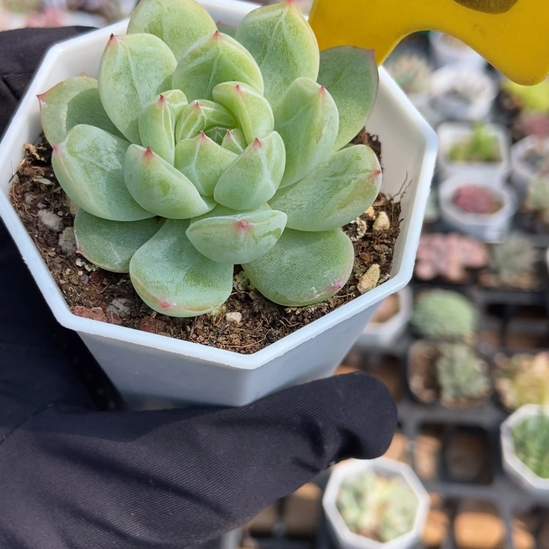 556雪花珍妮多肉植物