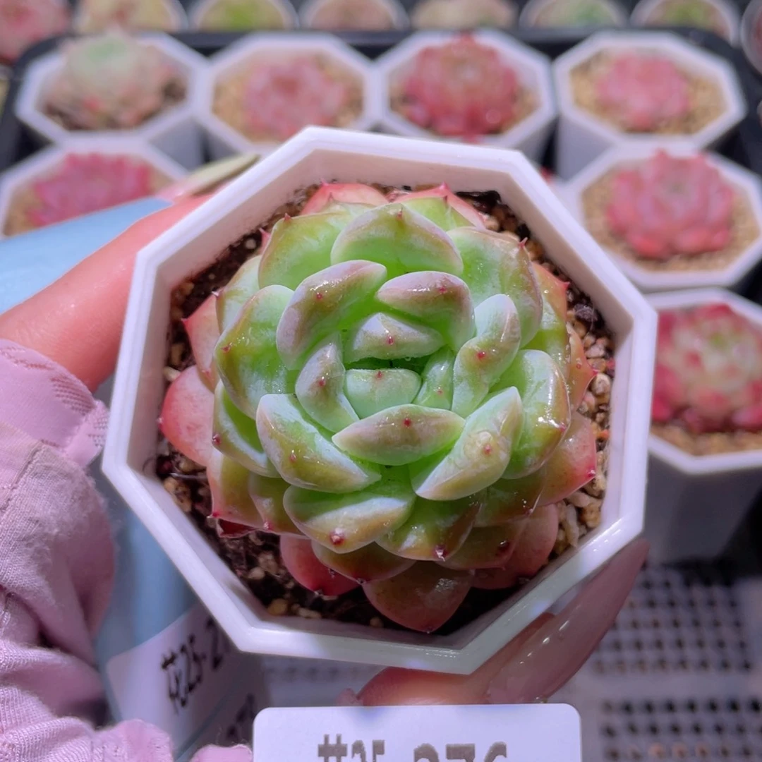 花利美25-276精选糖心