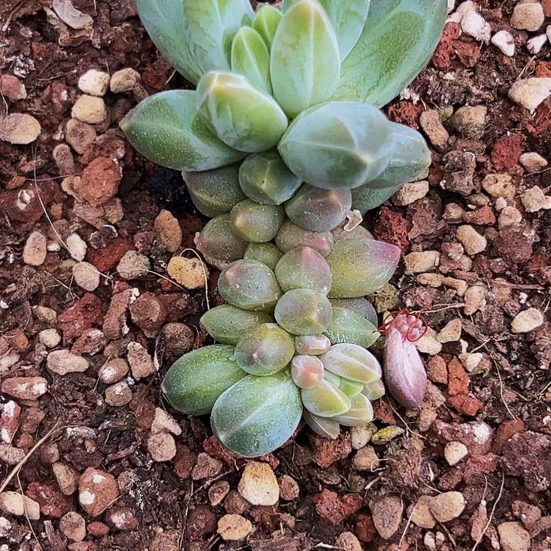 1颗美人系列多肉植物