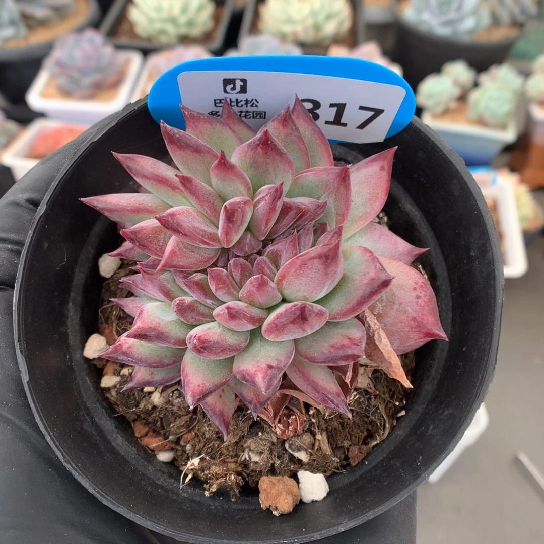 317 拉糖缀多肉多肉