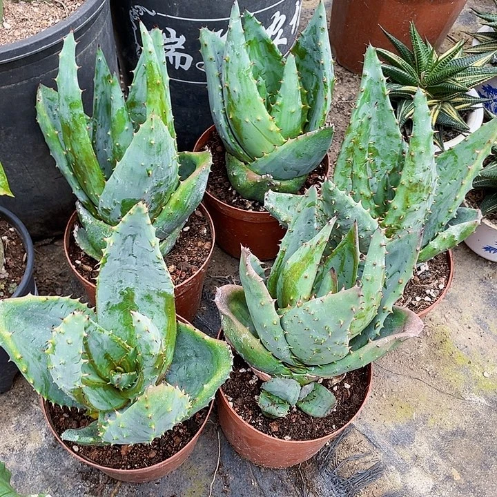 完全开放元宝芦荟两个裸根发货随机