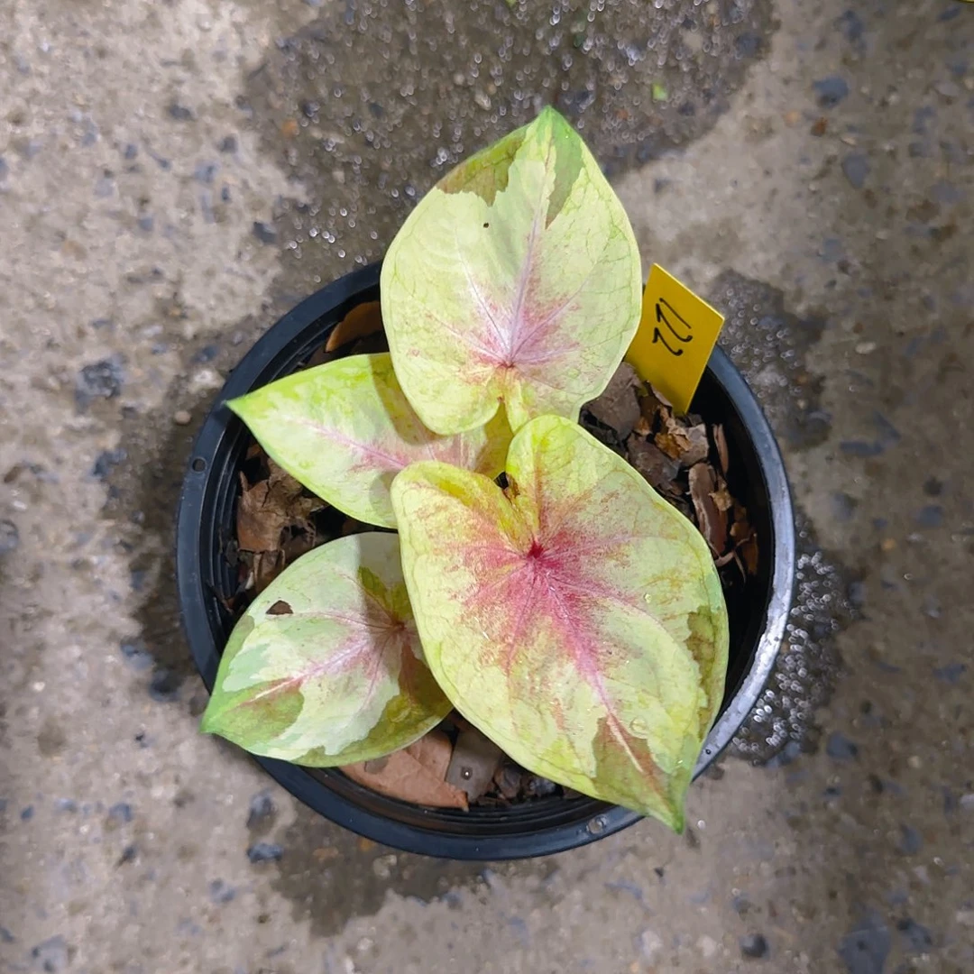 122-0621泰国发货处女座