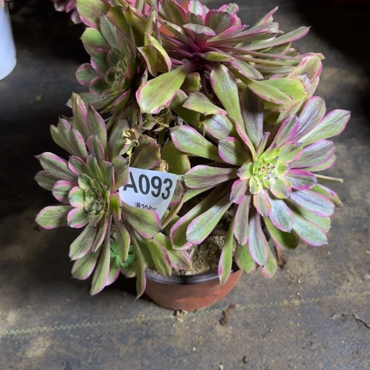 瑞妈，。。。。。093粉黛，