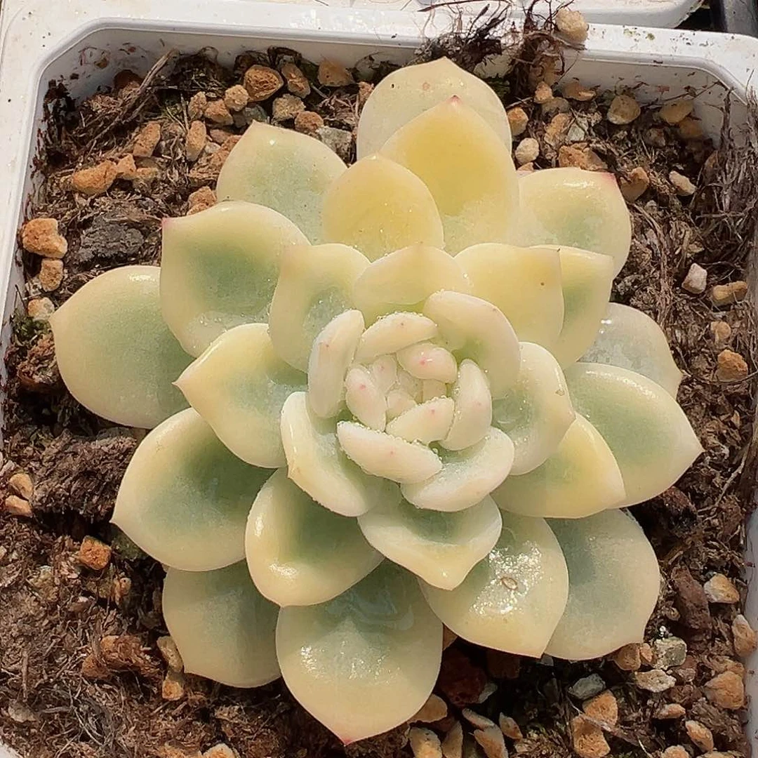 橙梦露锦，宽覆轮锦
