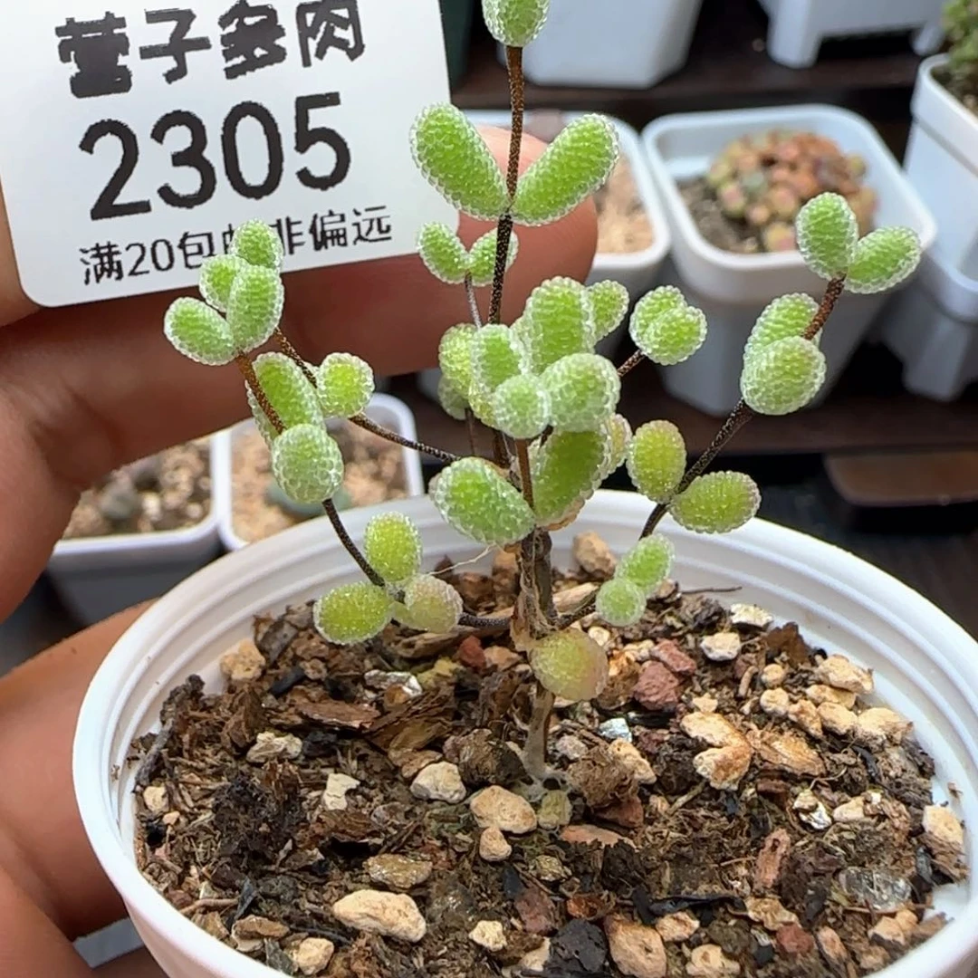 糖球。