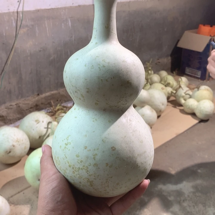 时***酒中号现货供应充足
