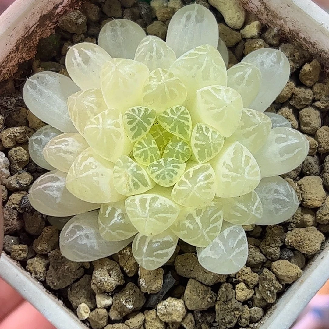 糊斑塑料皮十二卷多肉植物满