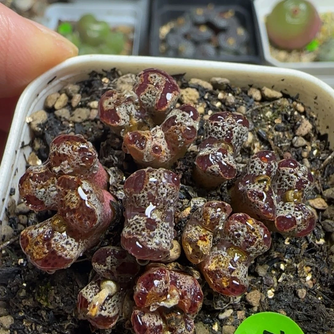 焦糖色勋章群多肉194