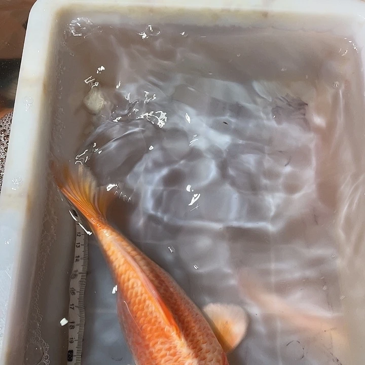 用***5蝴蝶鲤鱼渔场直发62