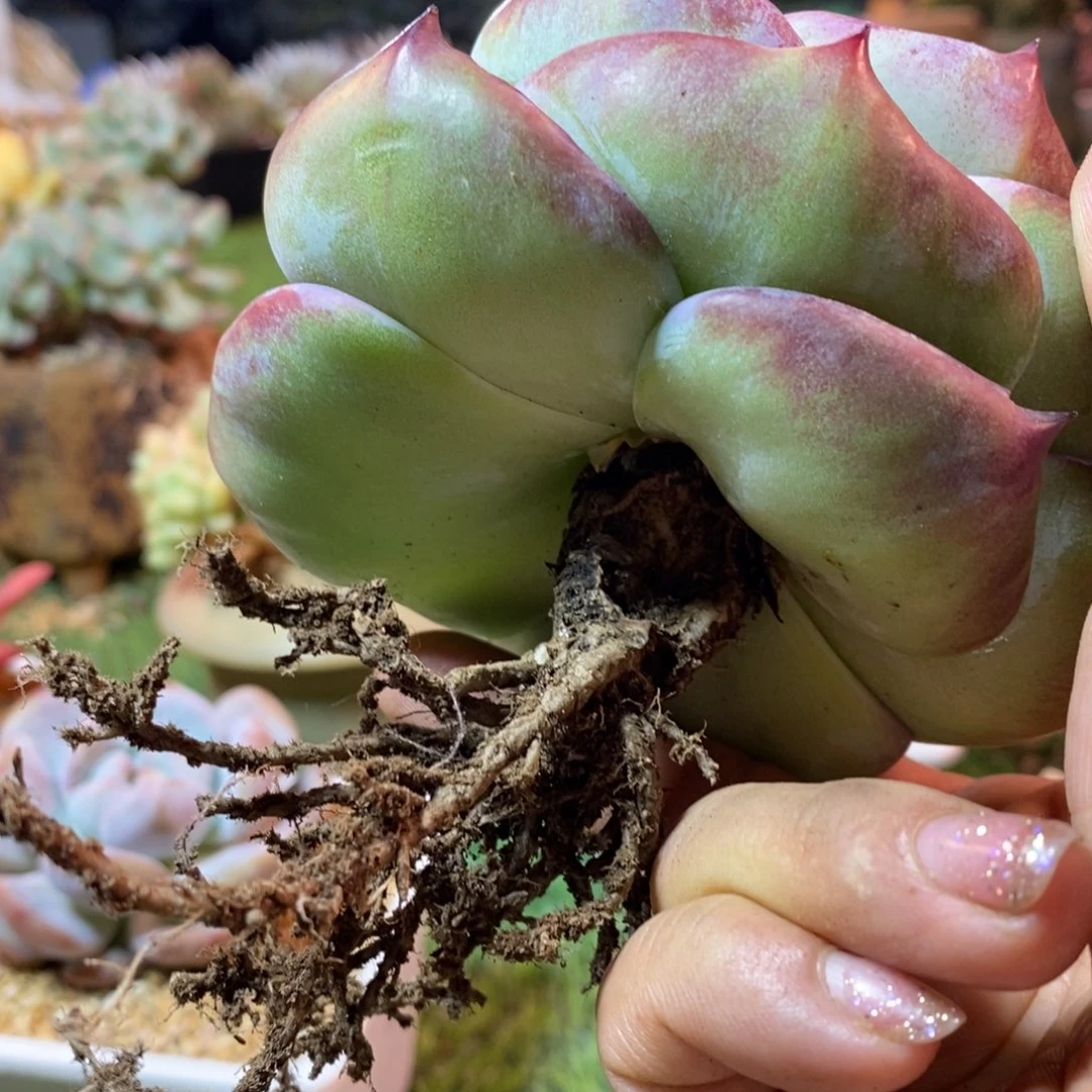 惊鸿娃娃，根部微瑕