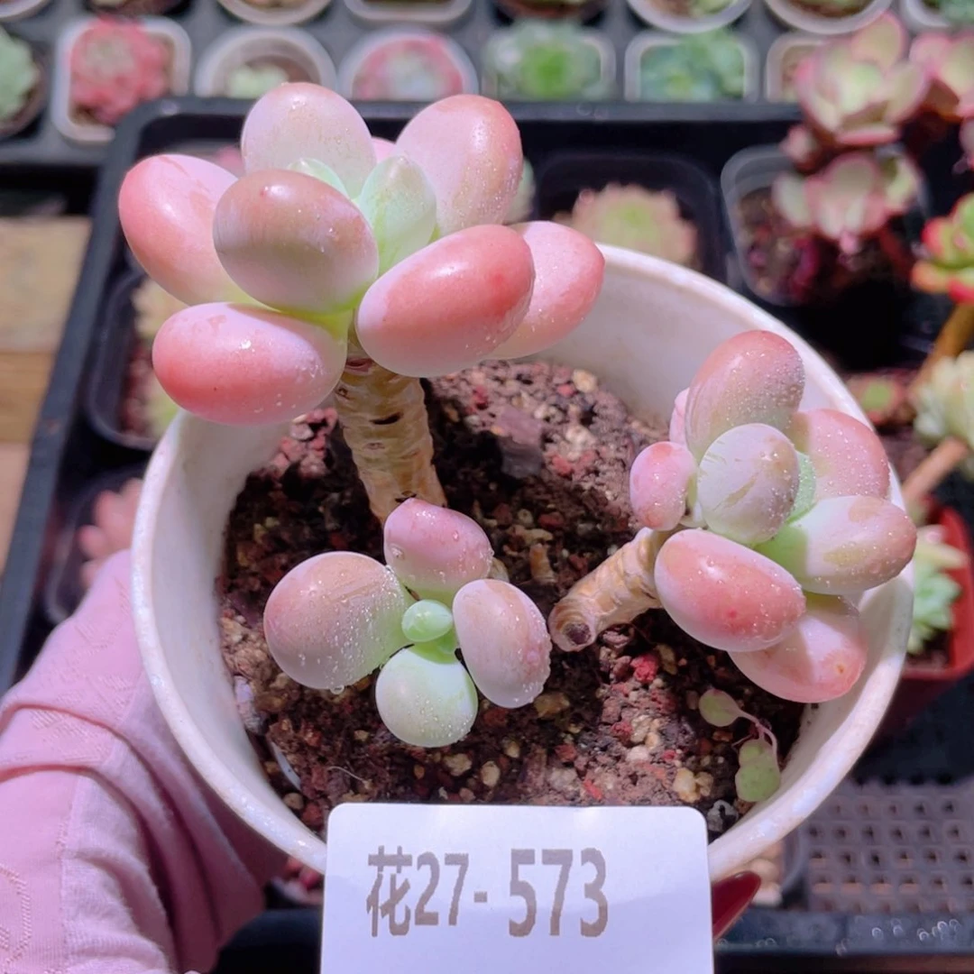 花利美27-573洛神