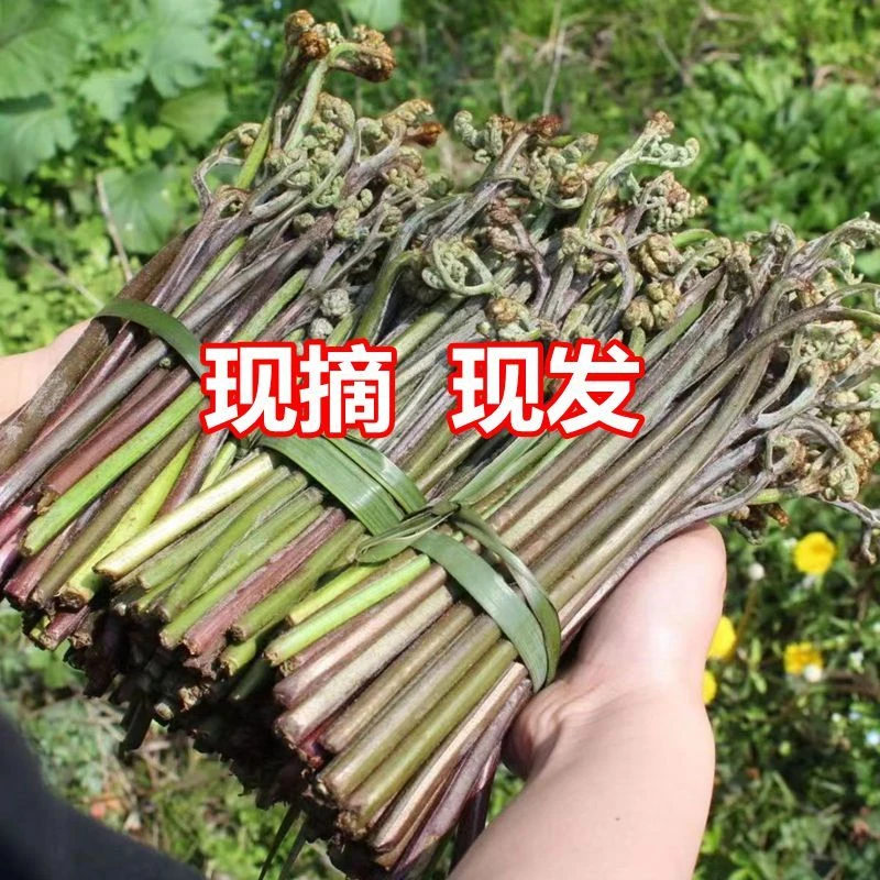 【顺丰】贵州新鲜蕨菜头茬现摘猫爪菜如意菜龙爪菜龙头菜狼几头菜