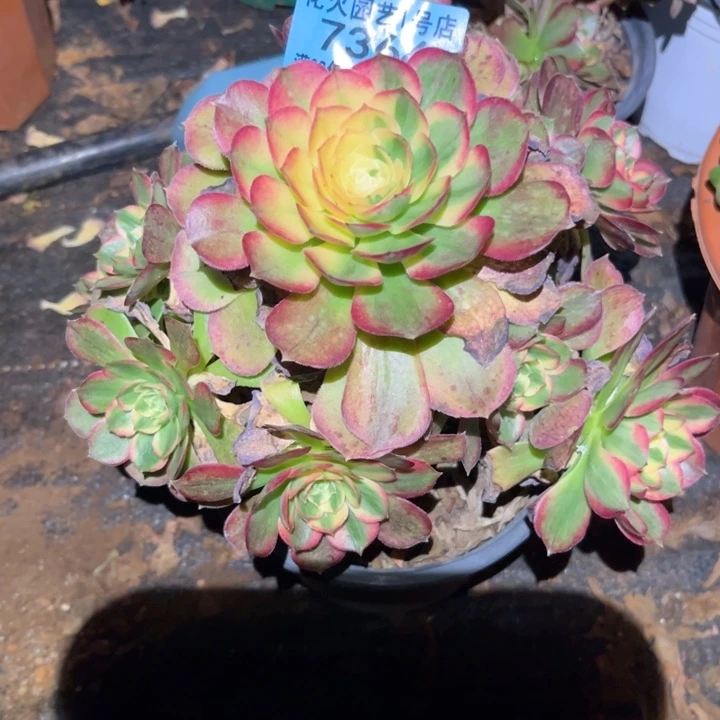 海王7364多肉植物