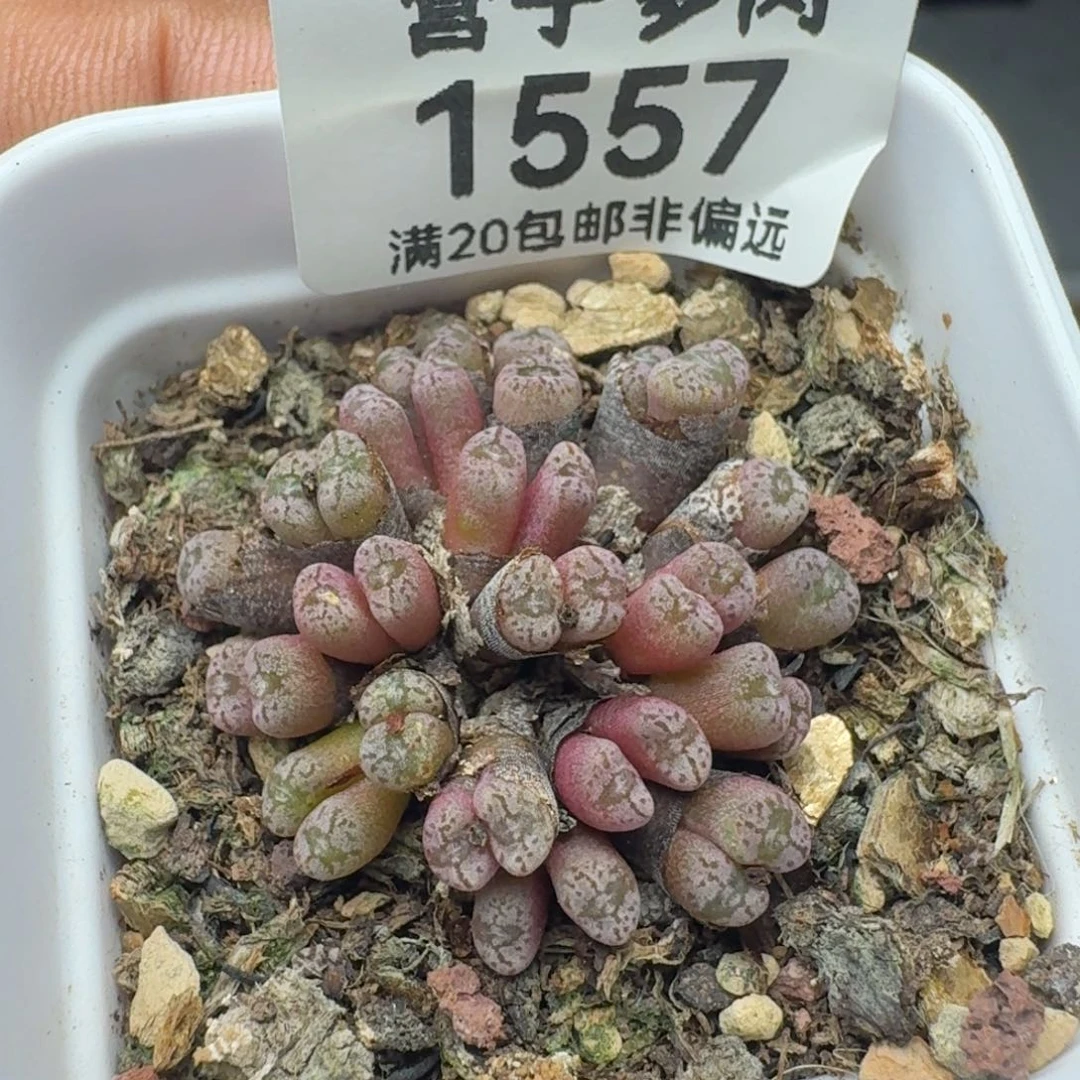 红珊瑚带盆土。