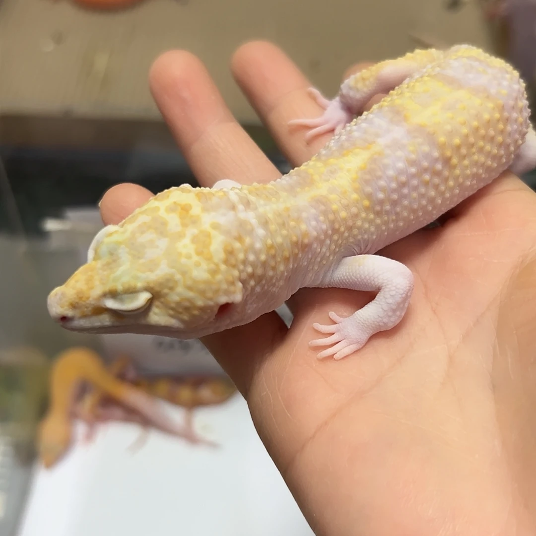 豹纹守宫豹纹守宫