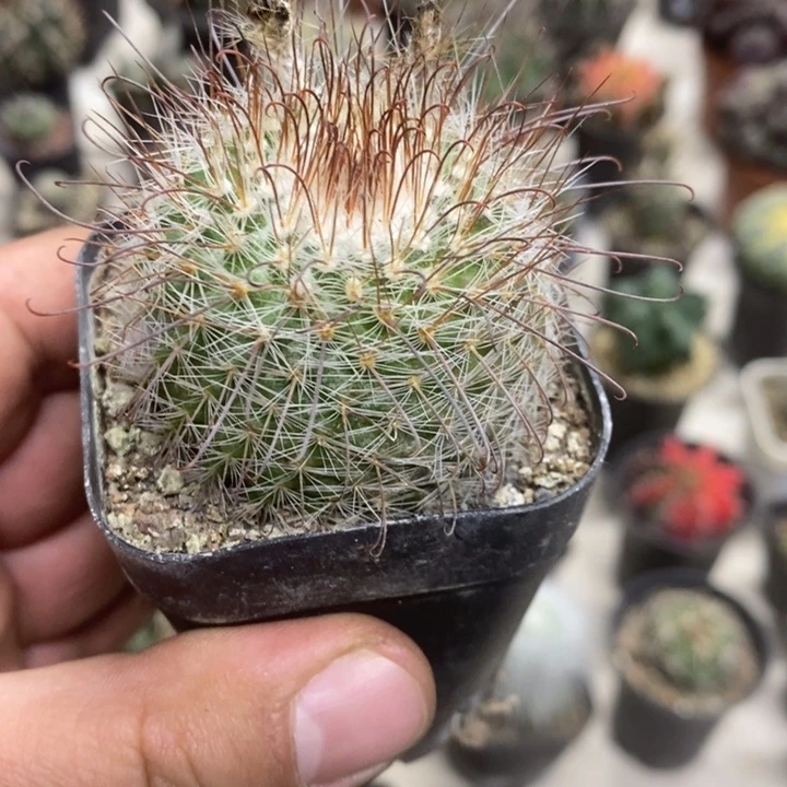 非秀玉特价福利特价