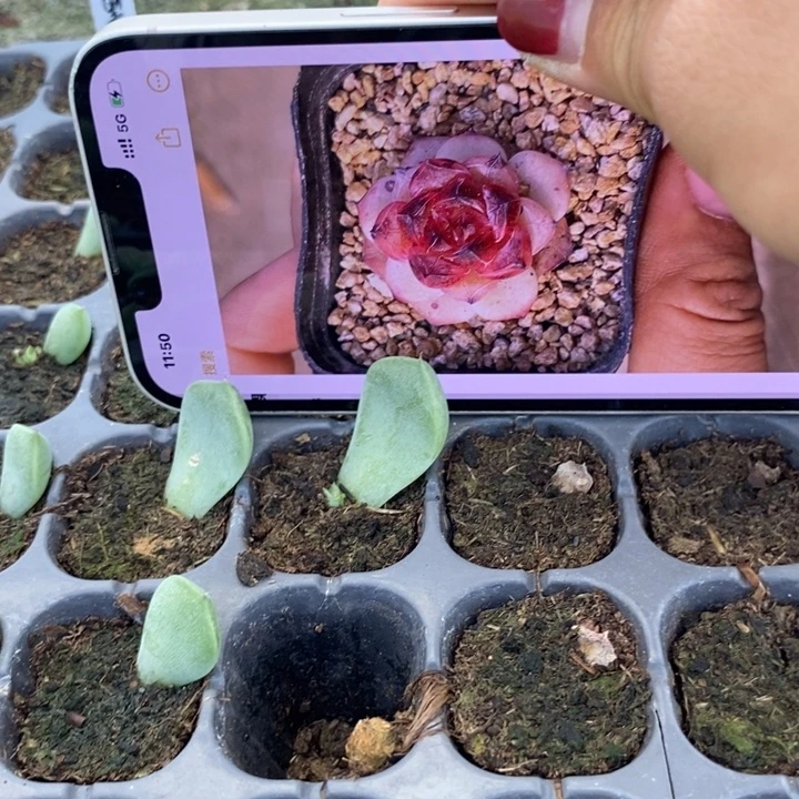 黑洞芽苗一个多肉
