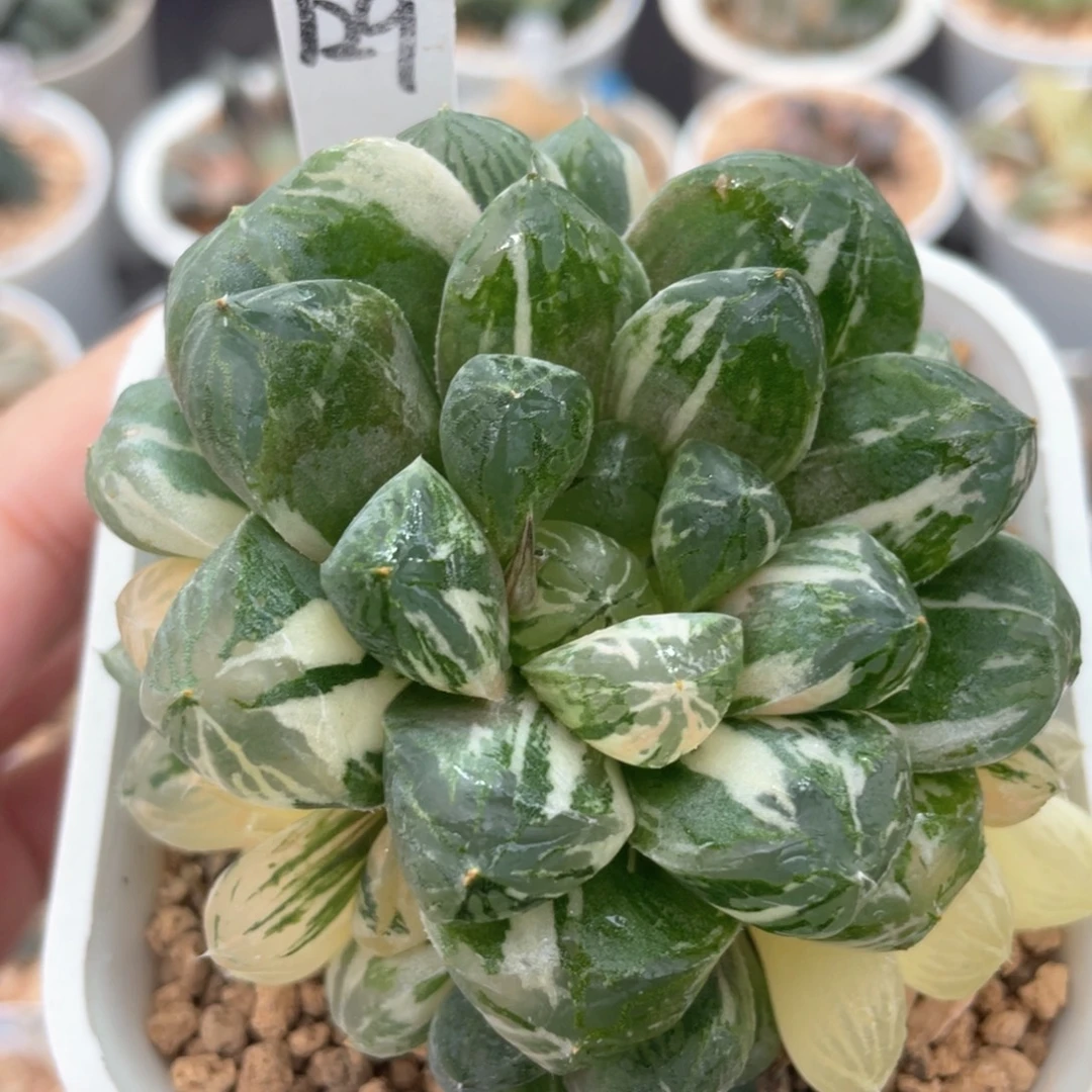 129圆头玉露锦。