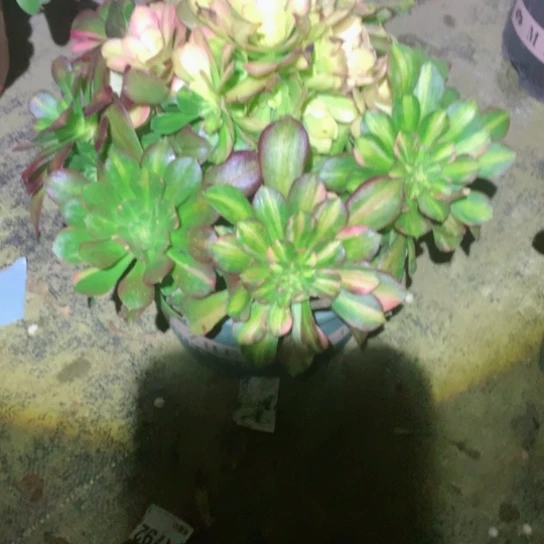 黑***使多肉植物韶秀七彩407