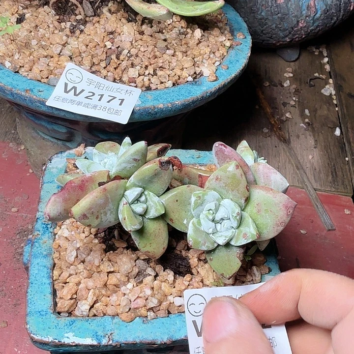 2172法瑞苹果叶多肉