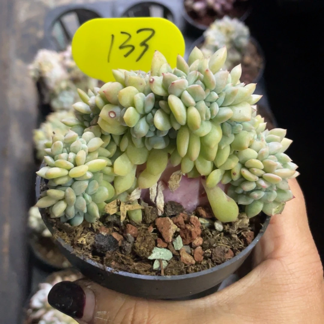 小圆脸星影缀有切介意勿拍133