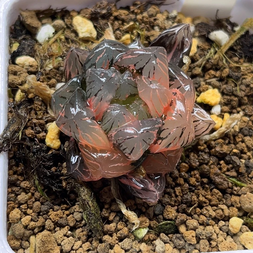 56冰灯玉露锦福利专场