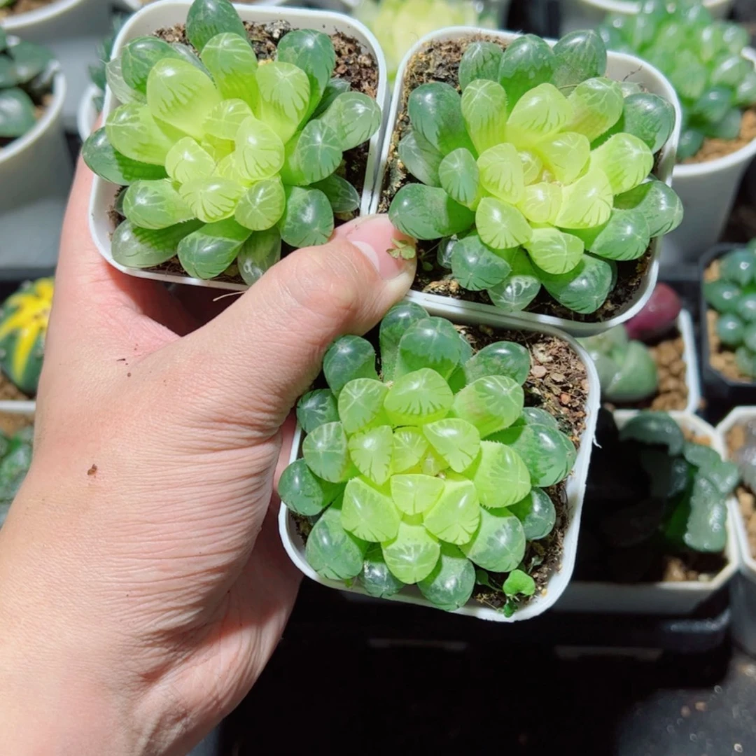 【闪购商品】琥珀玉露