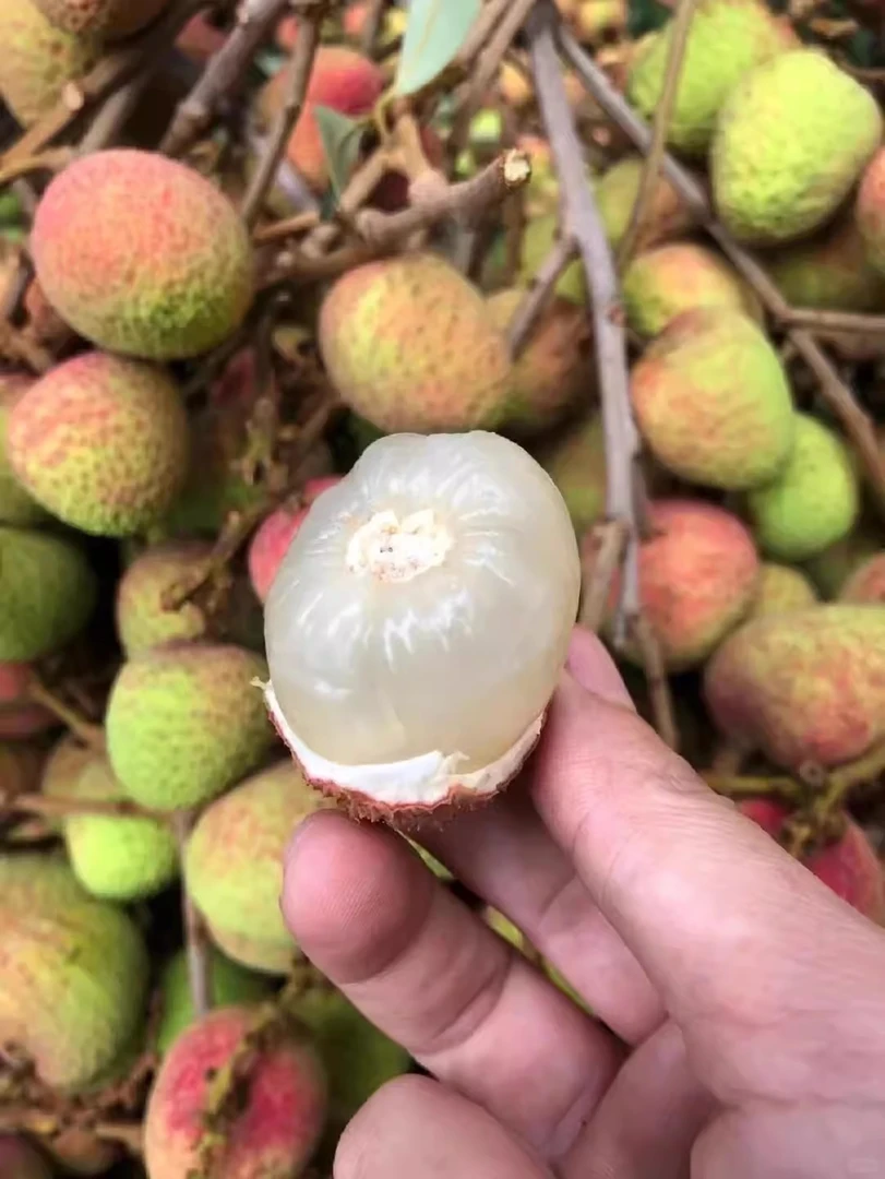 广西灵山三月红荔枝酸酸甜甜产地现摘现发