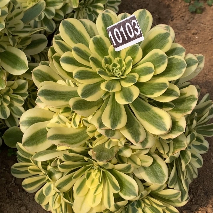 新尼亚多肉法师10103