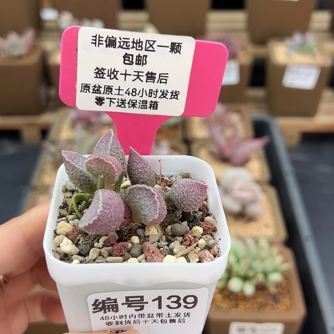 139哈默猪肝多肉植物