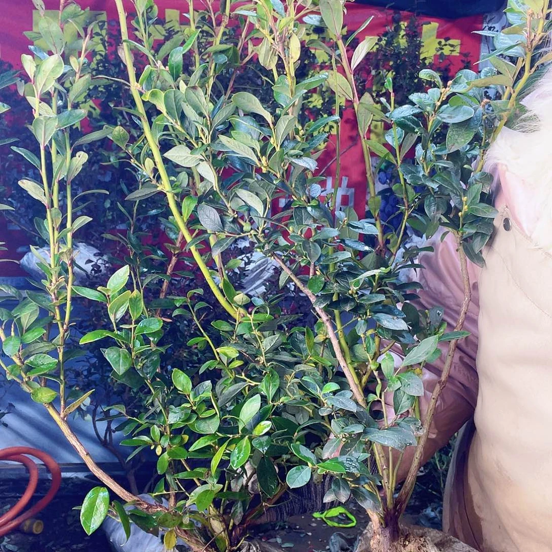 完全开放大果纯甜可口