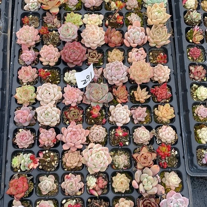 291 多肉植物盆栽花卉植物