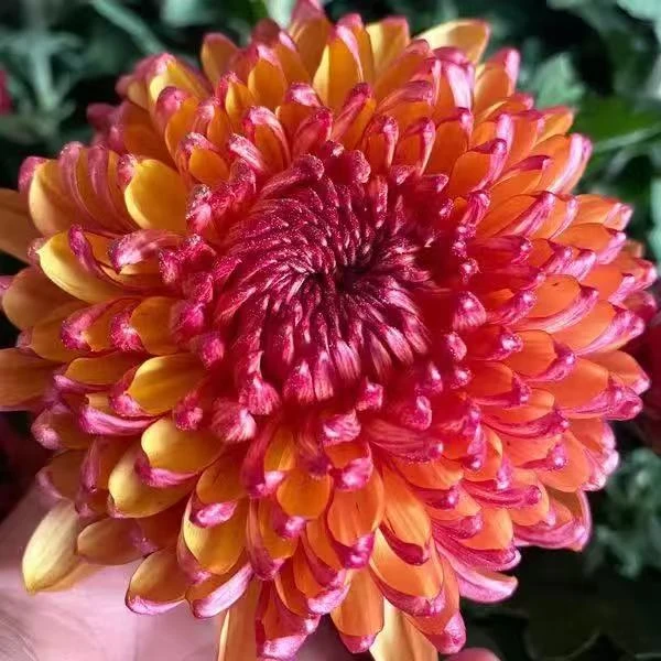 【变色菊】大花富贵菊九月大菊盆栽室内外